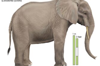 African-forest-elephant