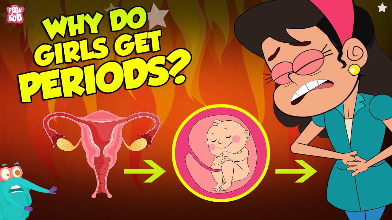 Why do woman get periods: example and key details