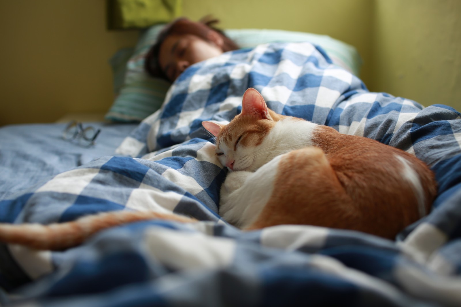 Why do cats like to sleep with you: visual explanation