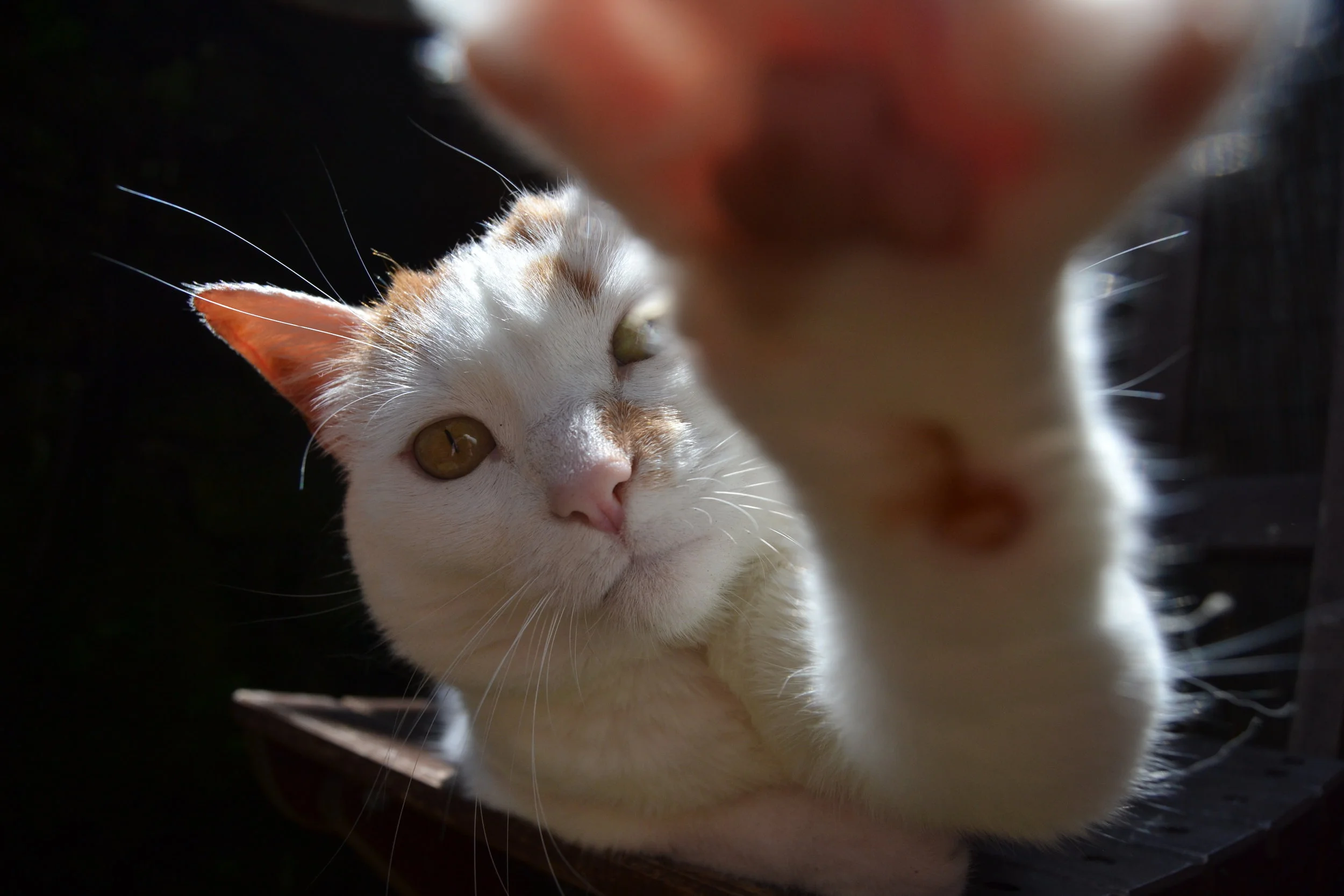Why does my cat wake me up in the morning: visual explanation