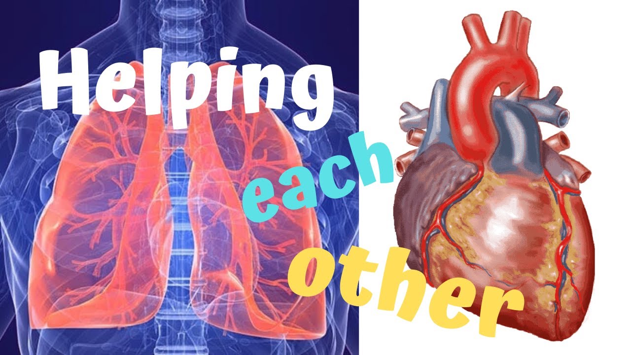 How does cardiovascular system work with other systems: visual explanation