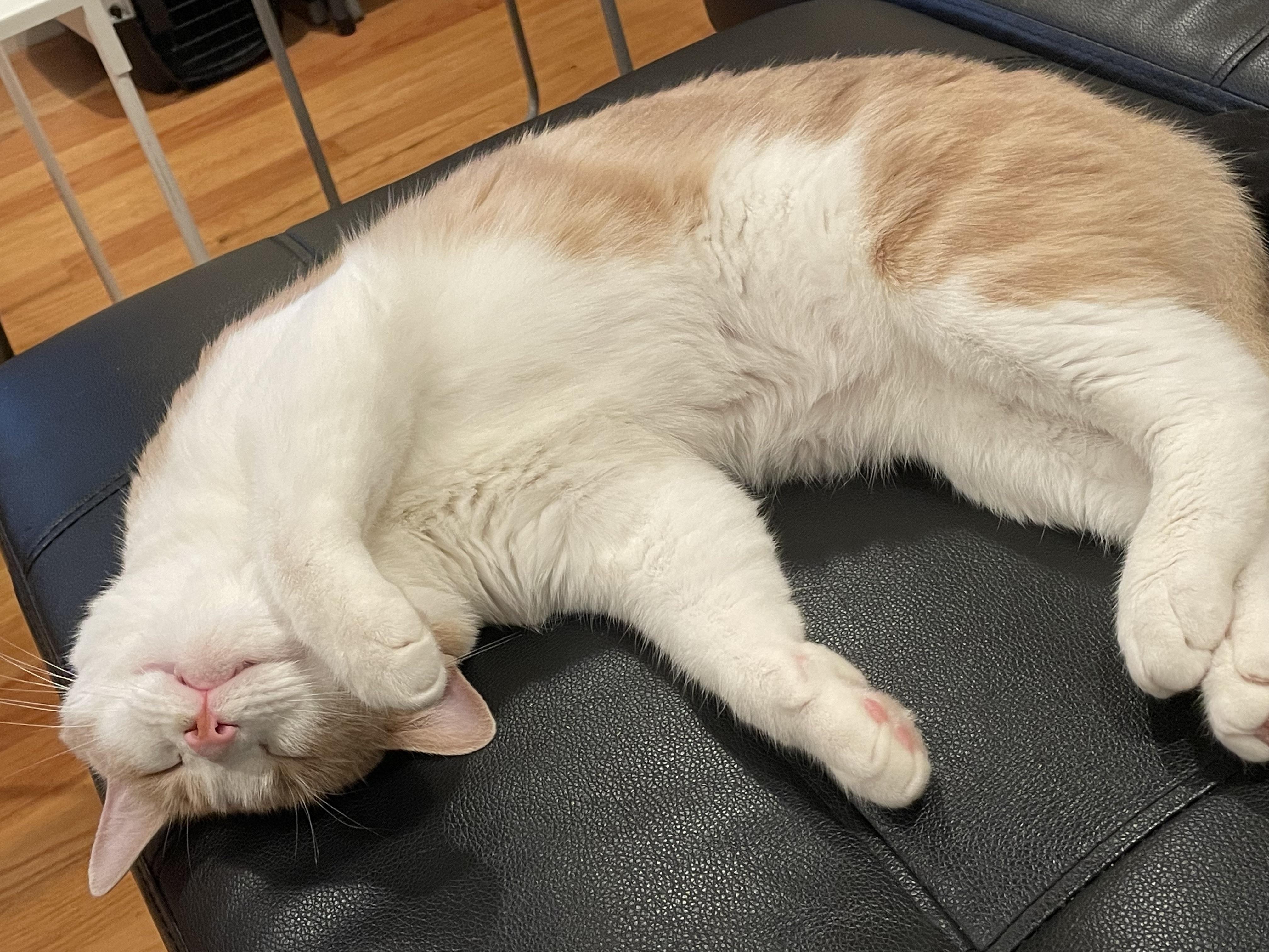 Is it normal for a cat to sleep all day: visual explanation