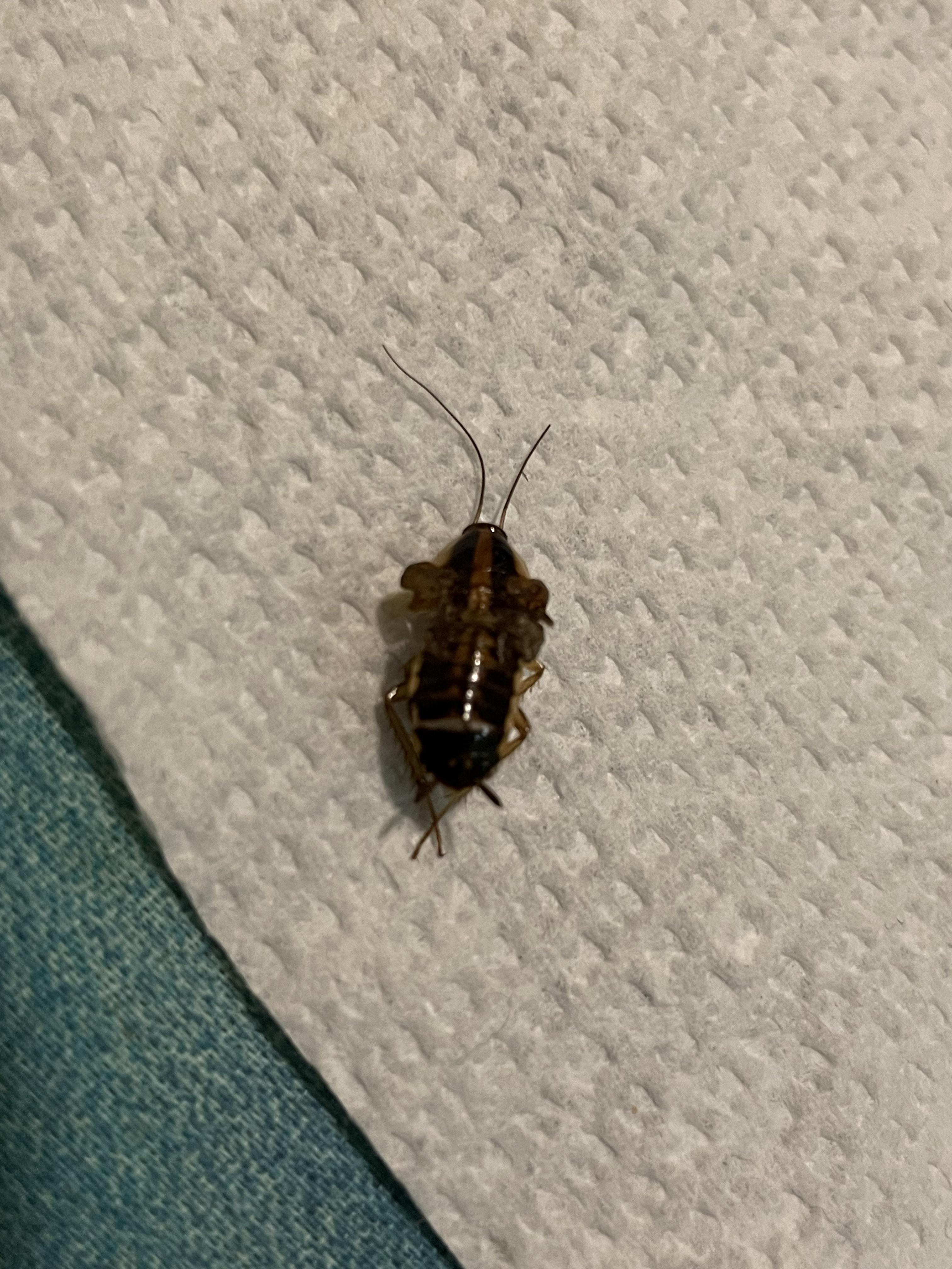 Why do roaches die on their backs: visual explanation