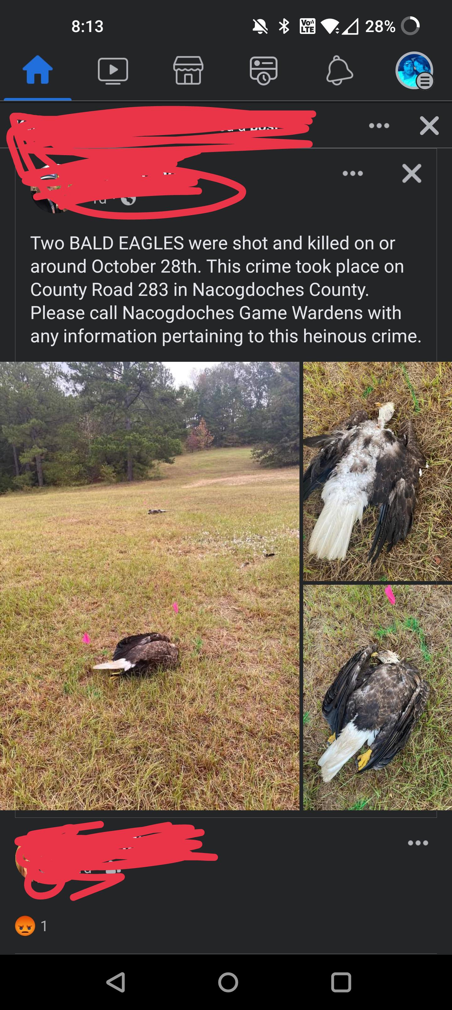 What happens if u kill a bald eagle: visual explanation