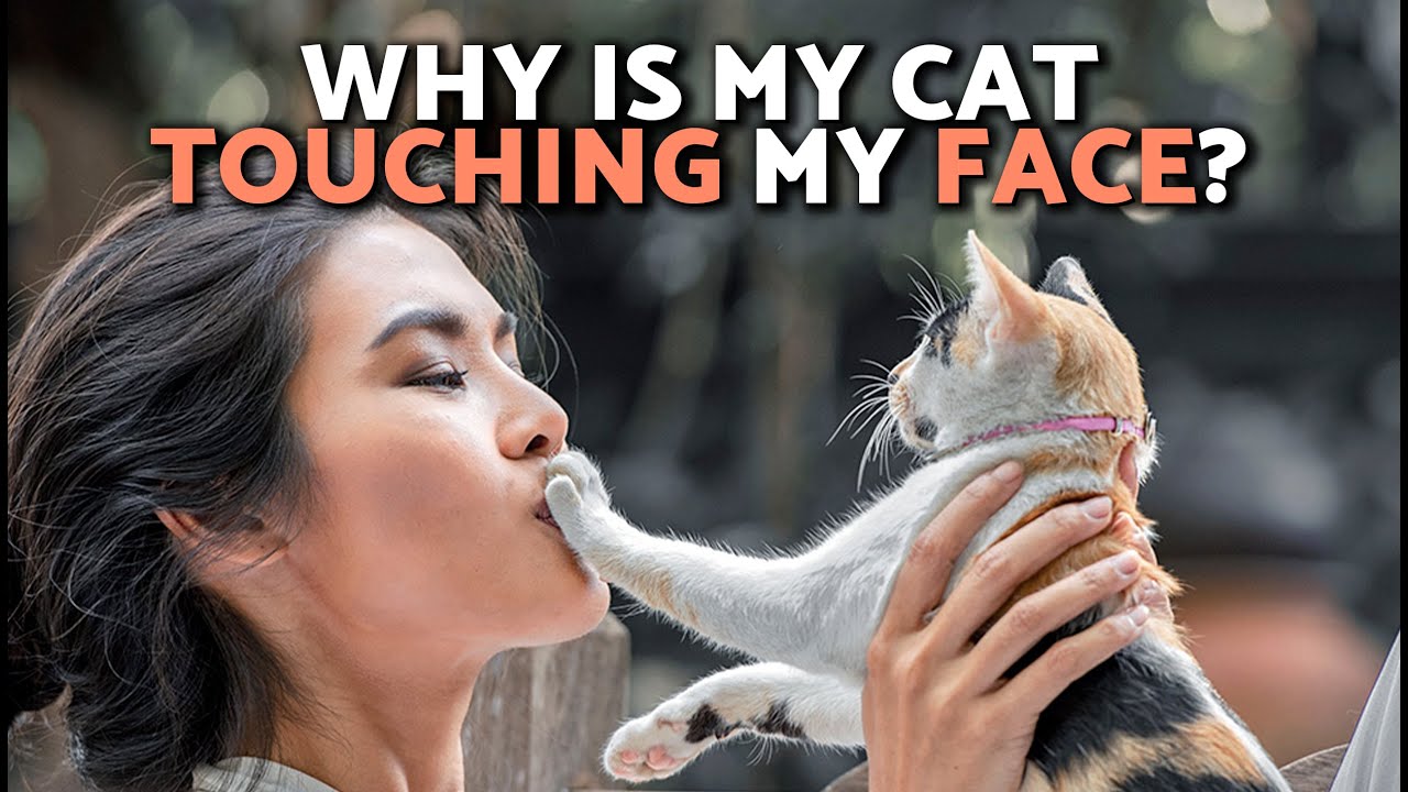 Why does my cat touch my face with his paw: example and key details
