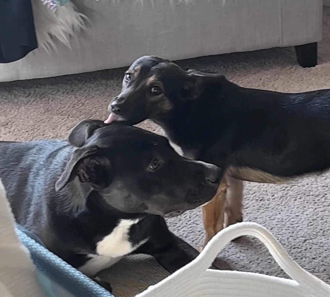 Why do my dog lick my ears: example and key details