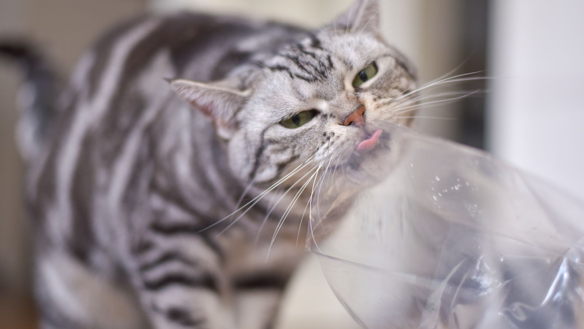 Why do cats like plastic: main illustration