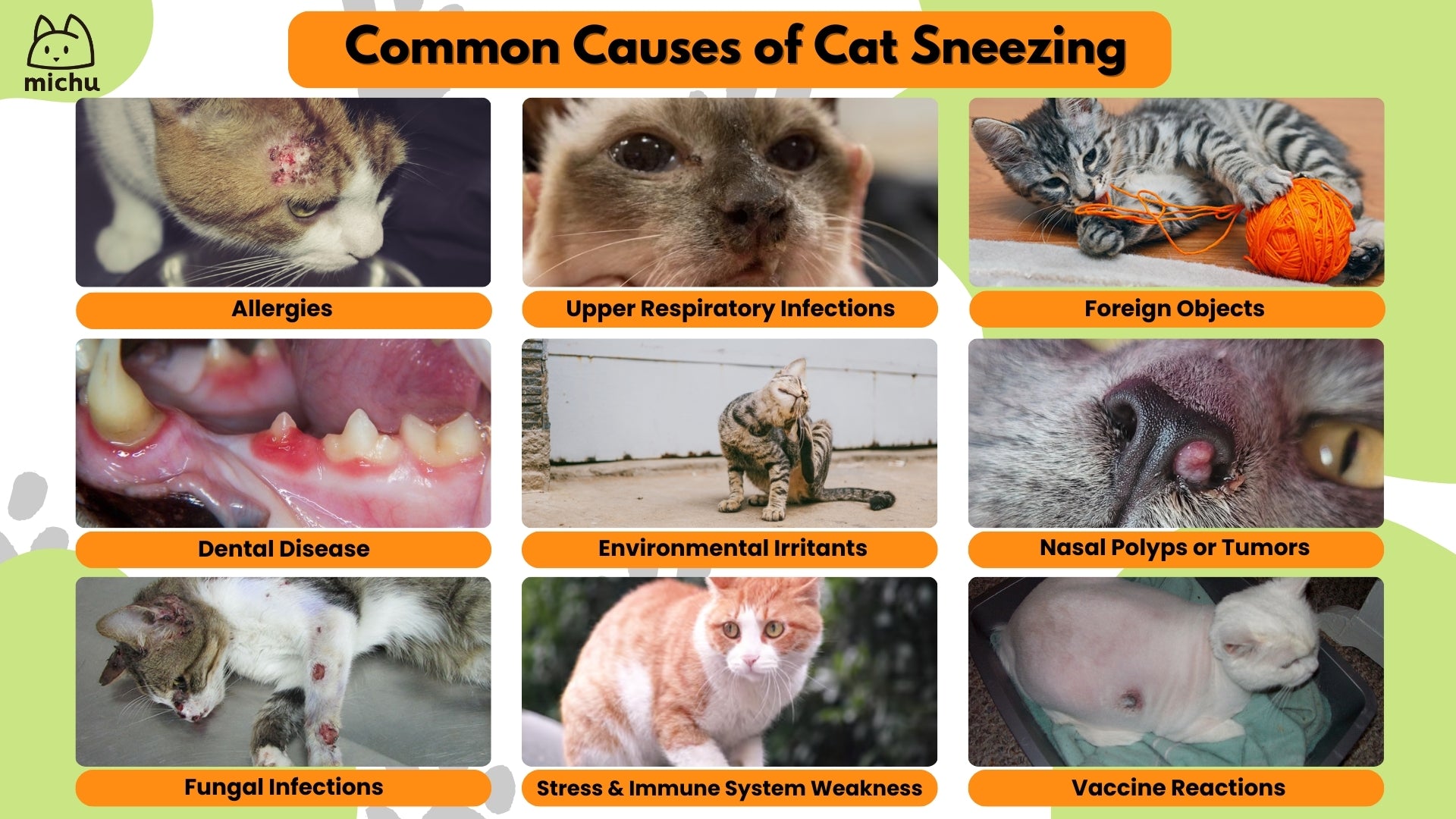 Why does my cat sneeze so much: main illustration