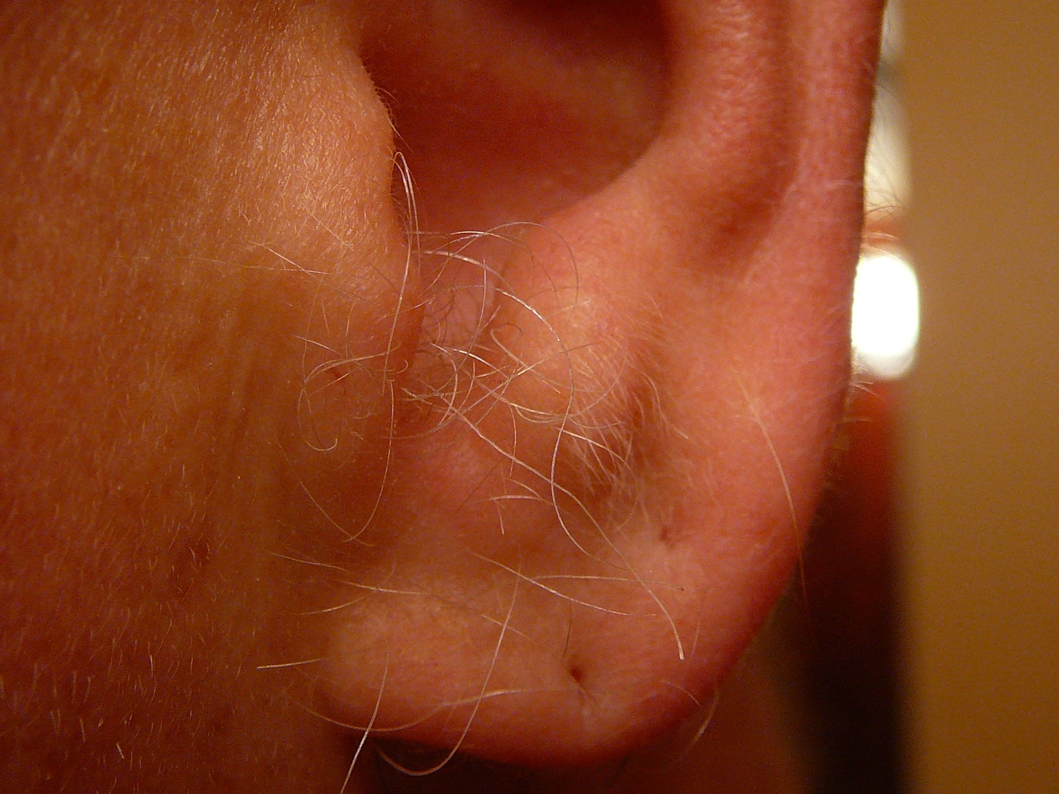 Why does ear hair grow: main illustration