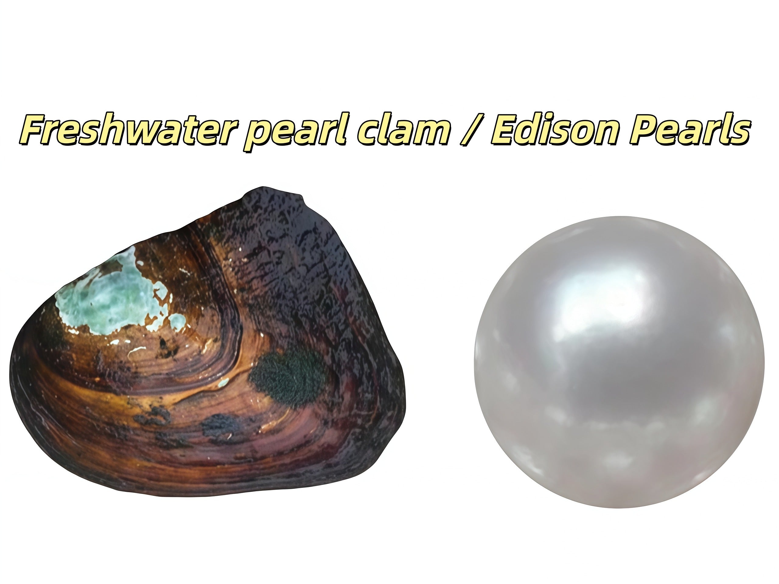Why does clams have pearls: visual explanation