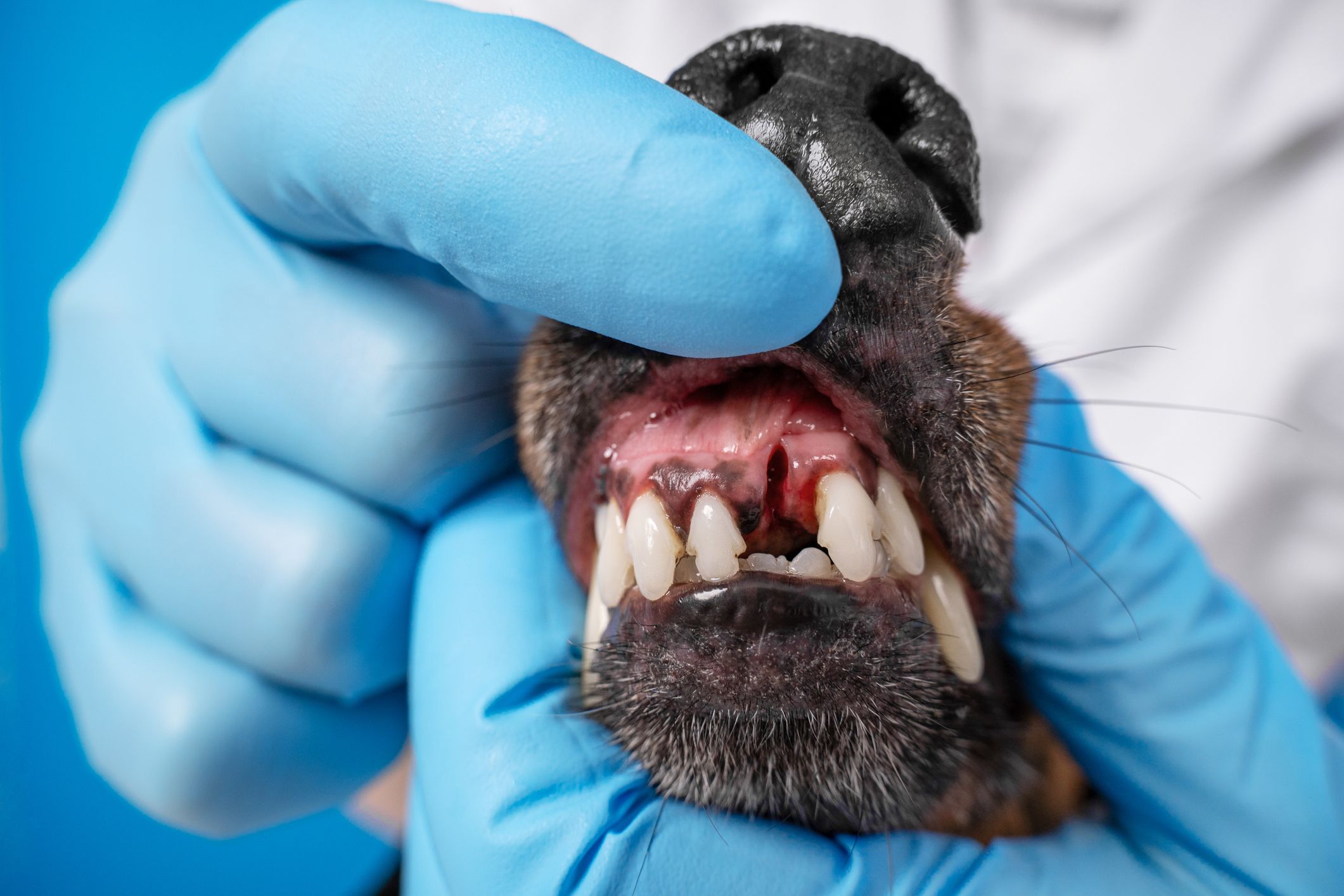 Is it normal for dogs teeth to fall out: main illustration