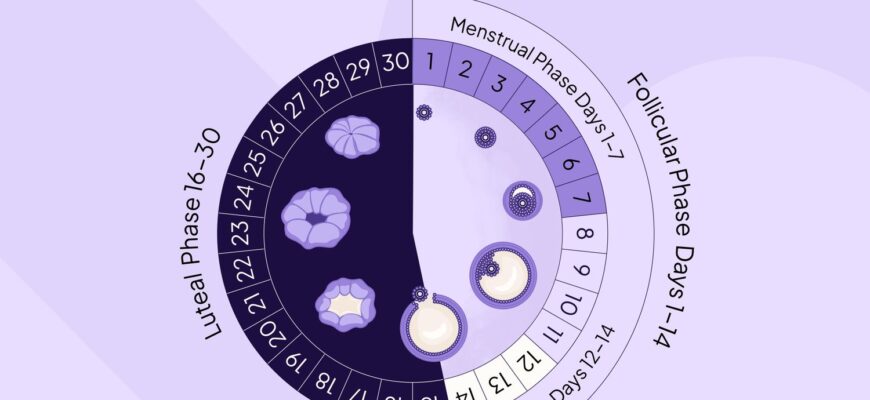 Health-Menstrual-Cycle-Phases-3-974a6b2d3ce041b28ffbe49864bca5d4