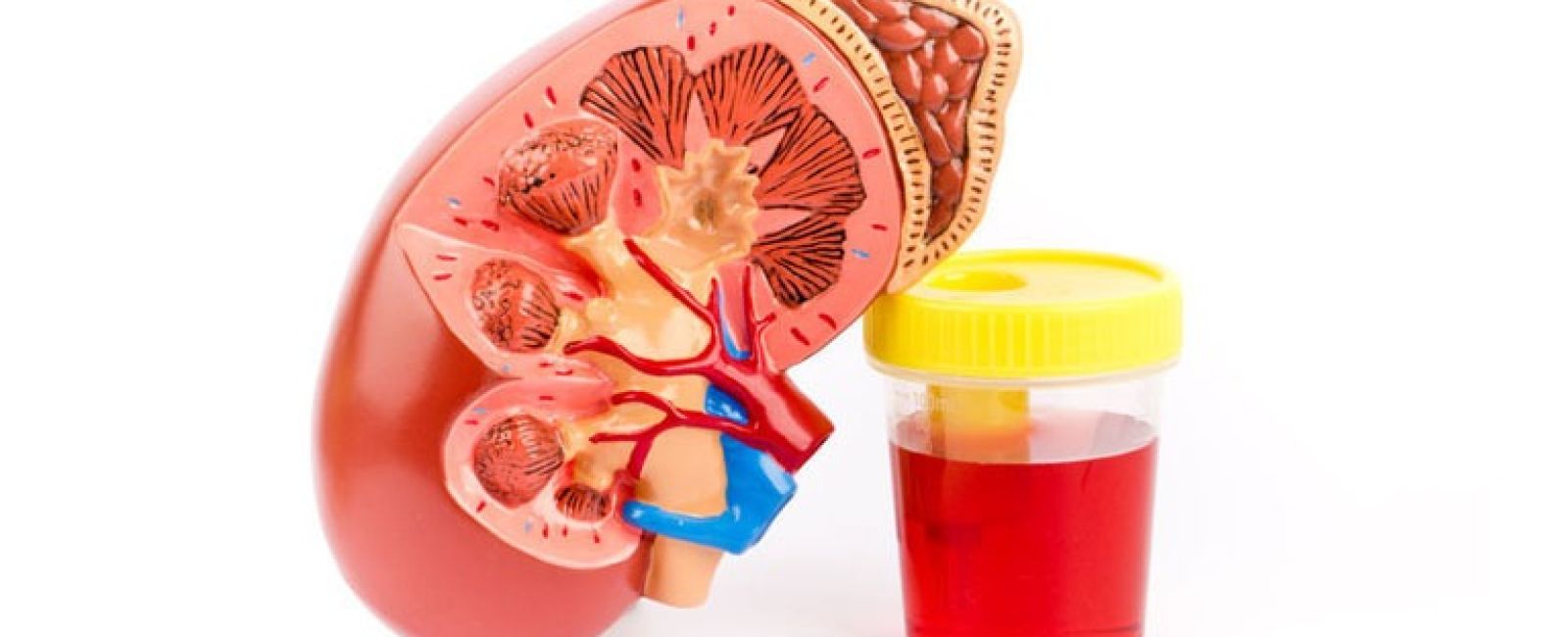 Why do guys pee blood: visual explanation
