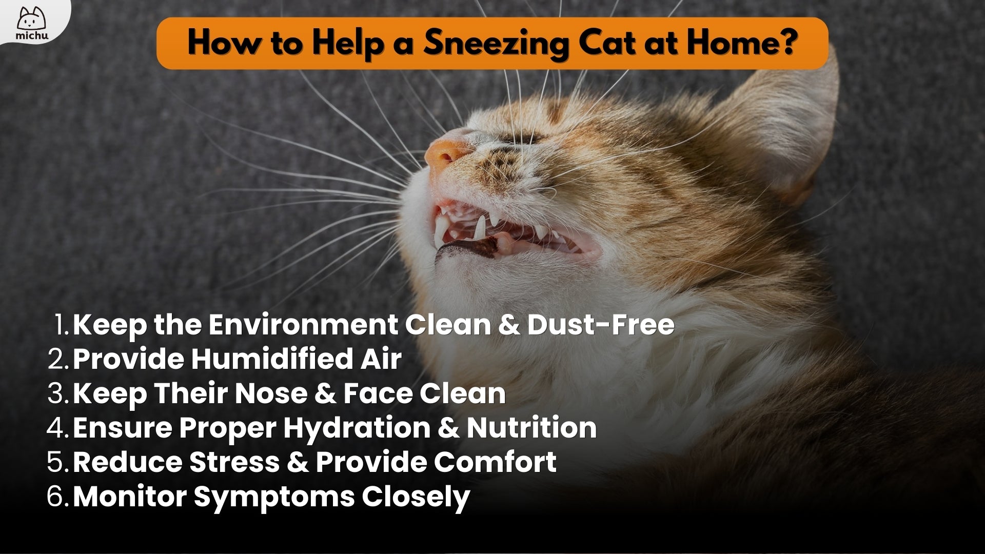 Why does my cat sneeze so much: example and key details