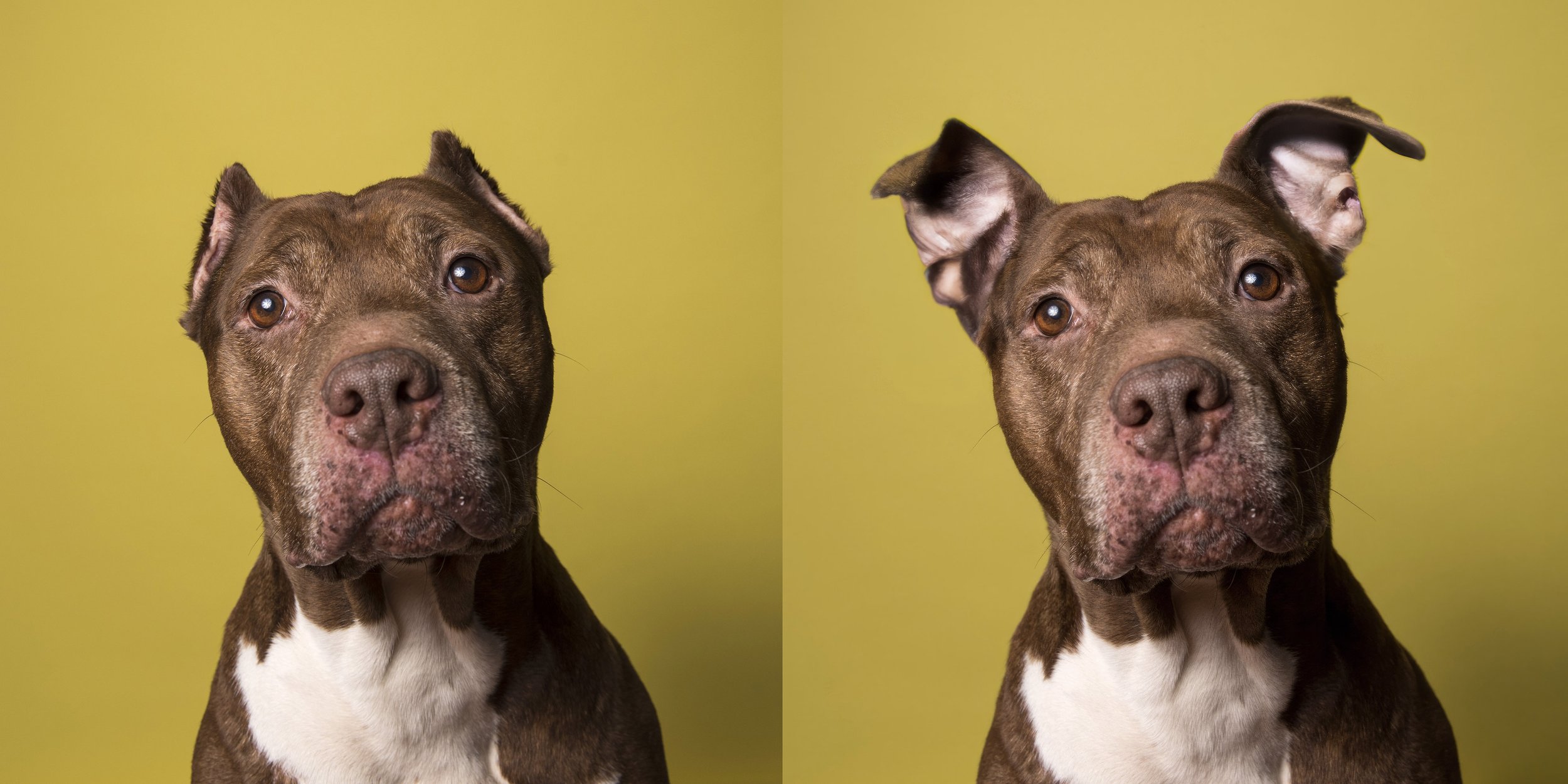 Why do people clip dog ears: main illustration