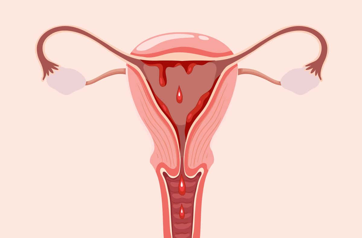 Why do woman get periods: main illustration