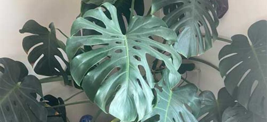 Monstera-Deliciosa-1200x1200