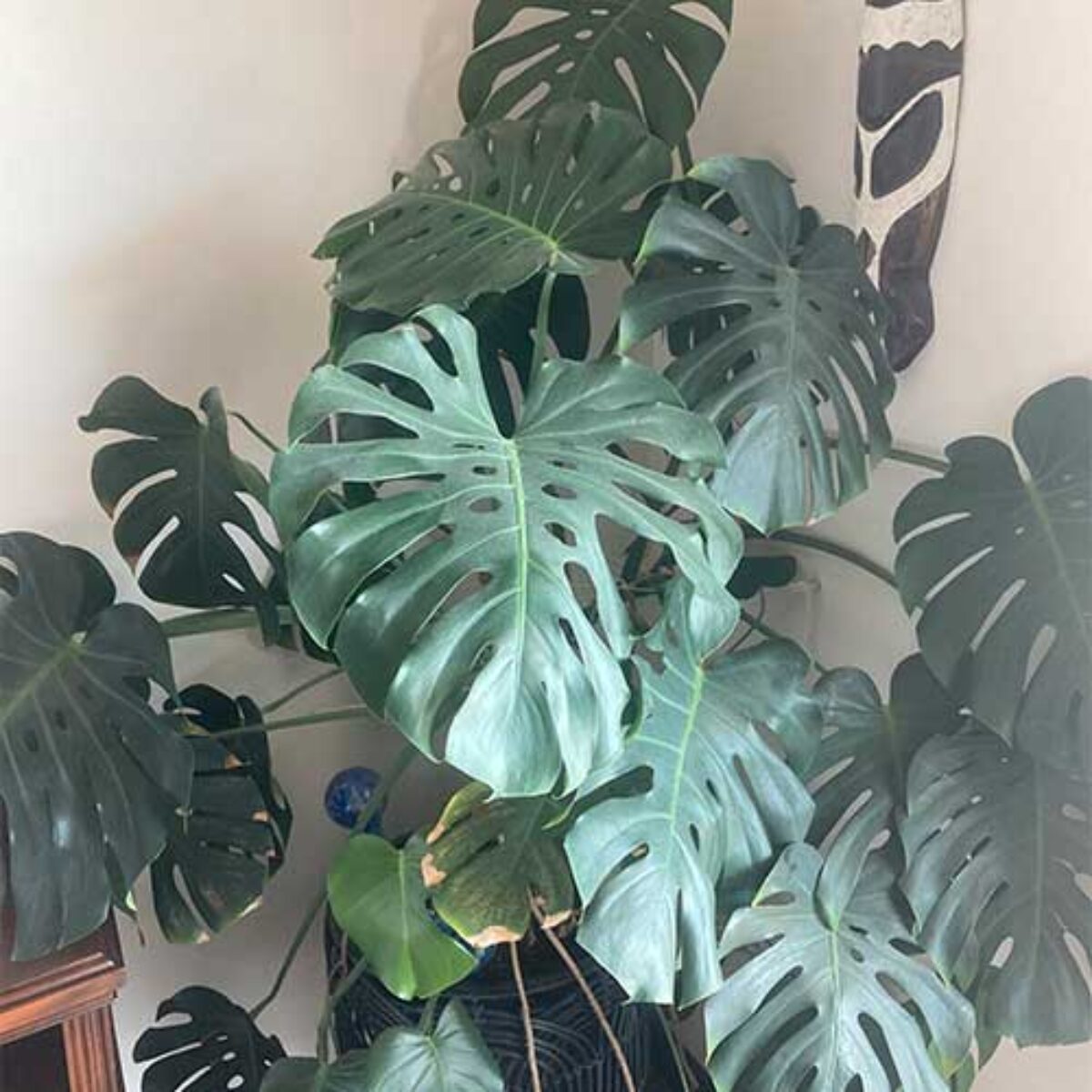 Benefits of monstera deliciosa: main illustration