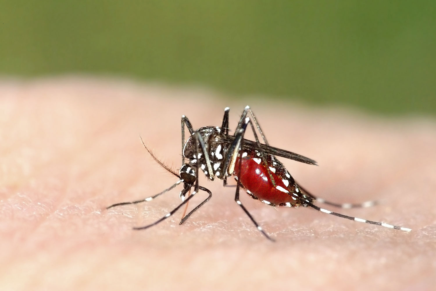 What are the benefits of mosquitoes: main illustration