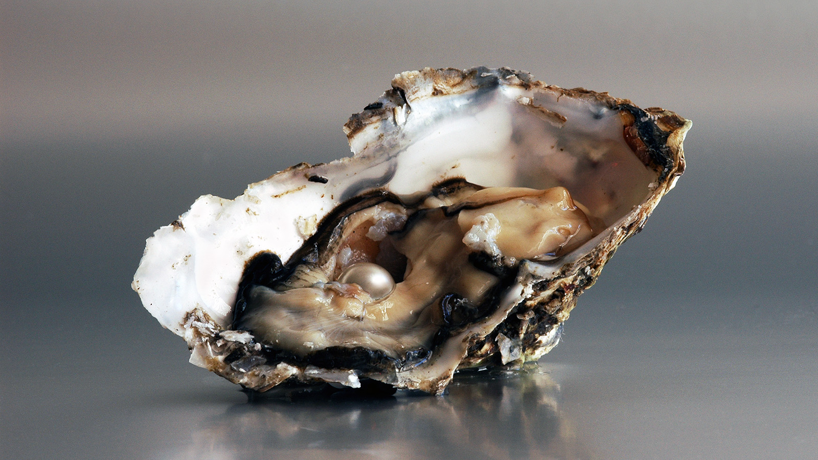 Why does clams have pearls: example and key details