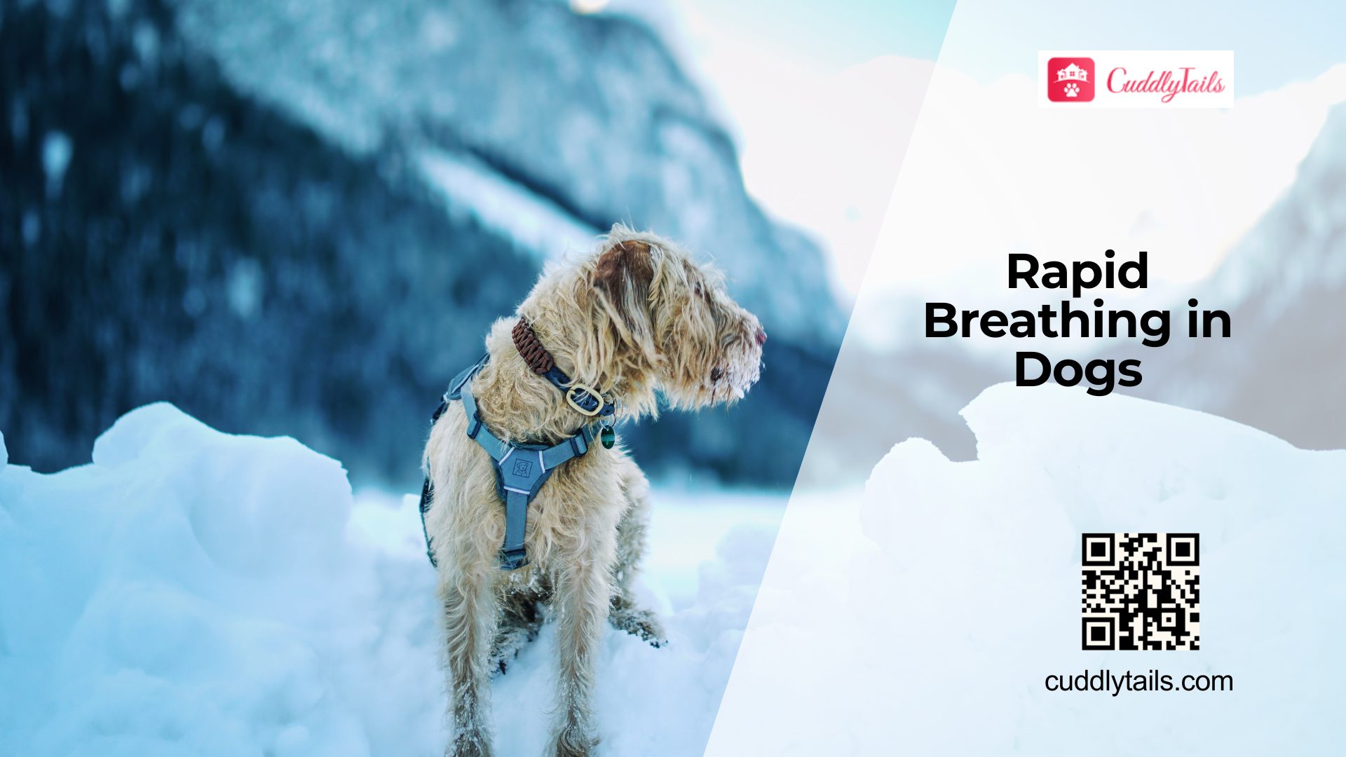 What does it mean when dog breathes fast: main illustration