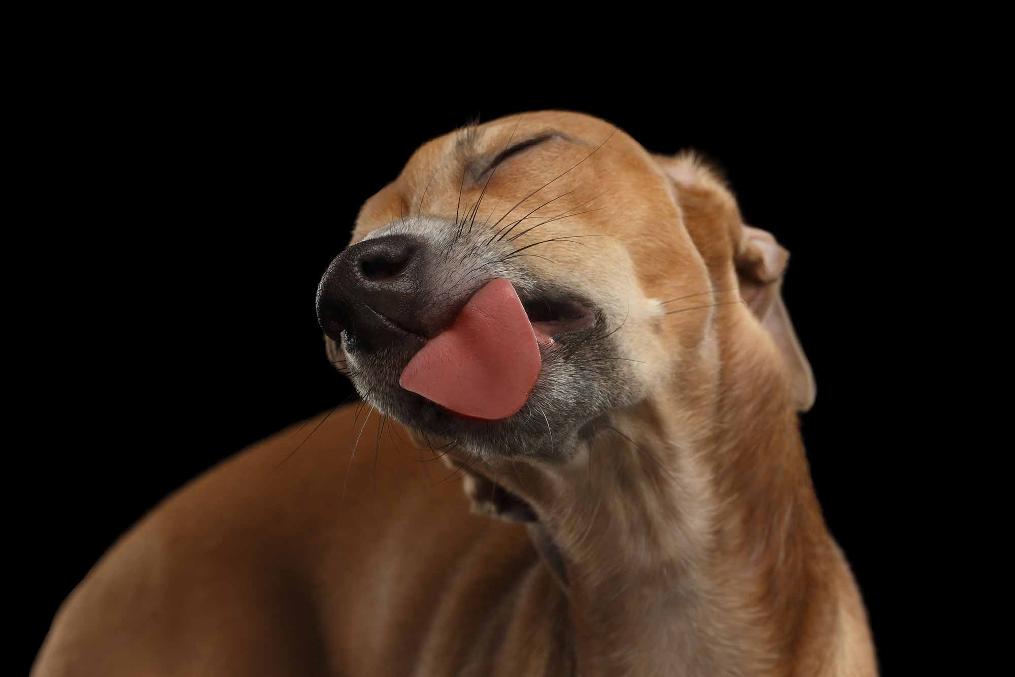 Why do my dog lick my ears: main illustration