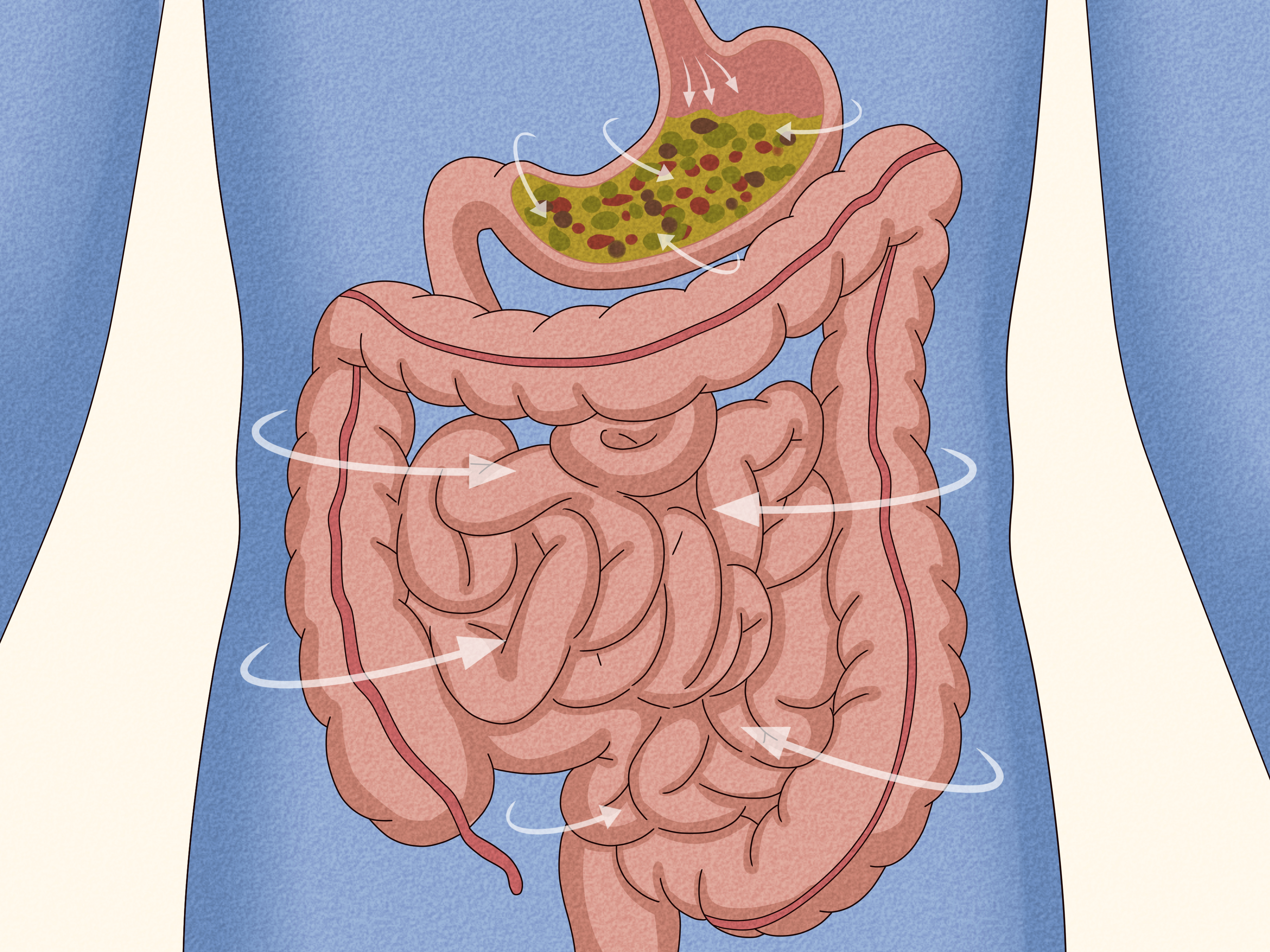 Why does your stomach make noises: main illustration