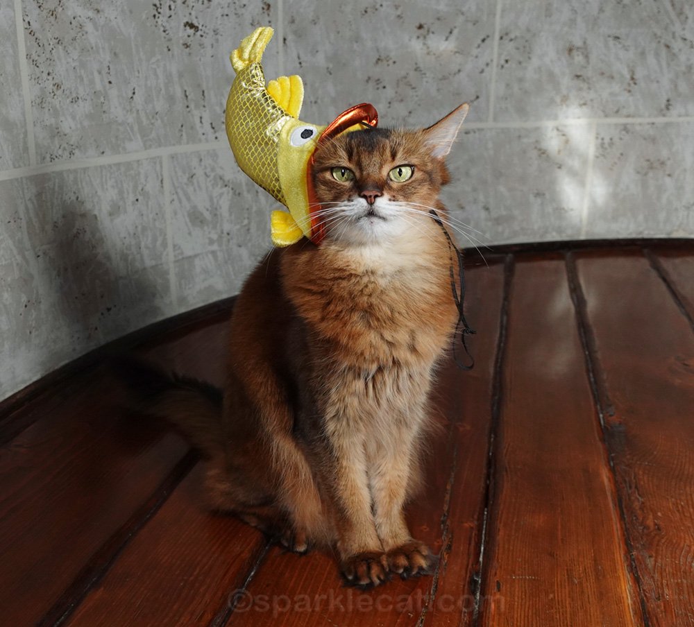 Why does cats like fish: example and key details