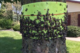 Tree-Band-with-Lanternflies-1024x768