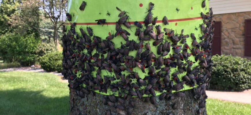 Tree-Band-with-Lanternflies-1024x768