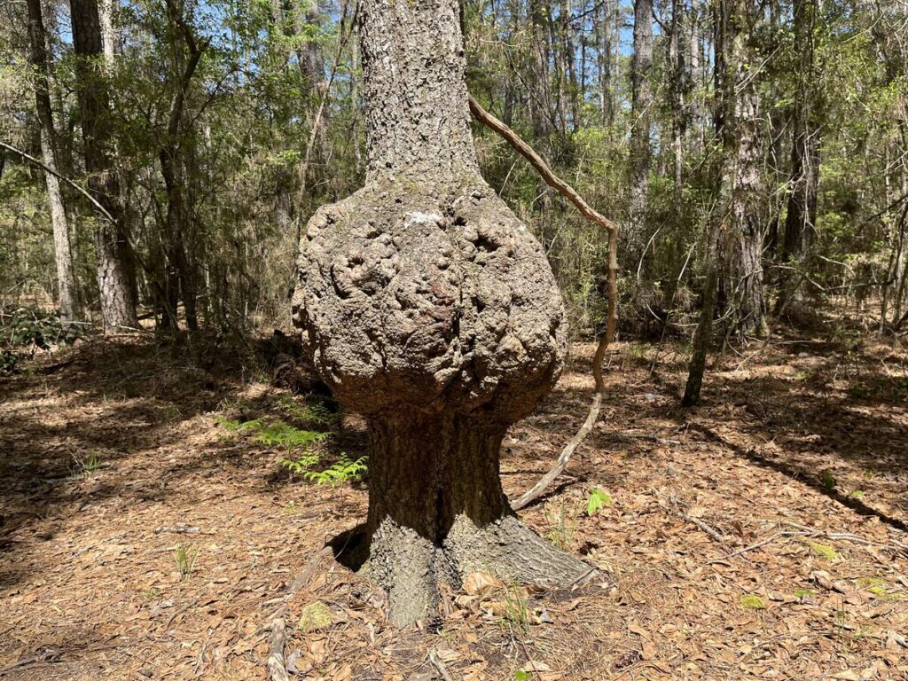 What causes a tree burl: visual explanation