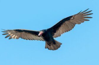 Turkey-Vulture-Patagonia-Argentina