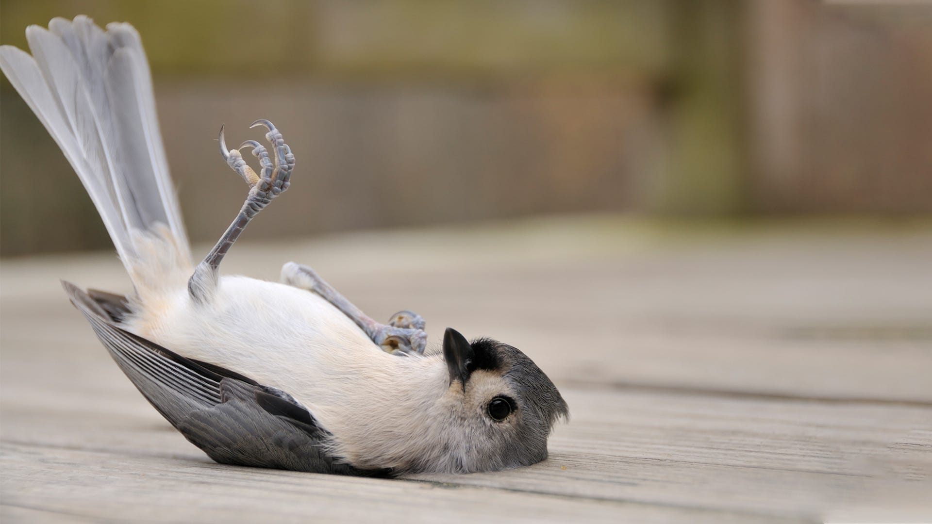 What to do if you find and injured bird: main illustration