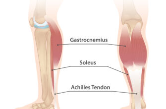 anatomy_of_the_calf