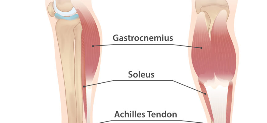 anatomy_of_the_calf