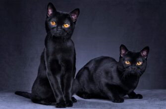black-cats