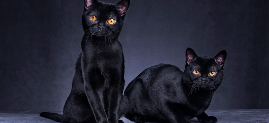 black-cats