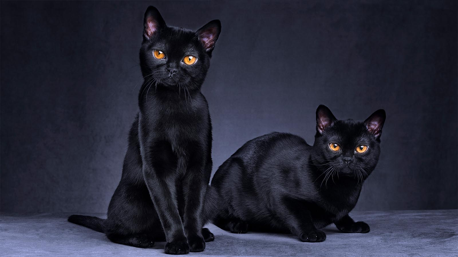 When is it bad luck to see a black cat: main illustration