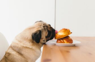 can-dogs-eat-cinnamon