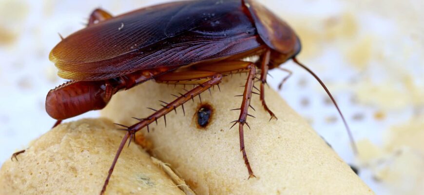 cockroach-eggs-feature