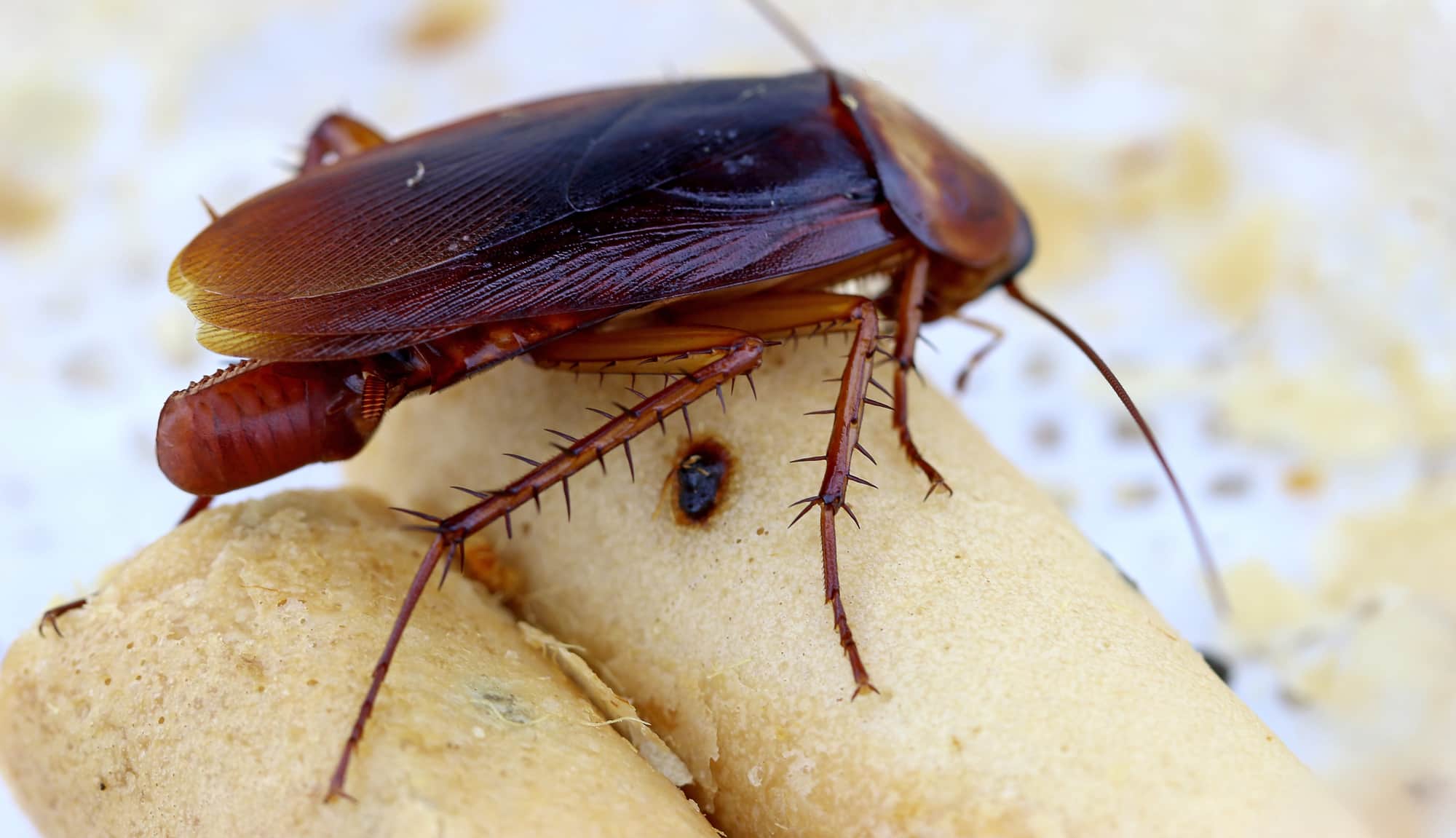 Why do roaches die on their backs: main illustration