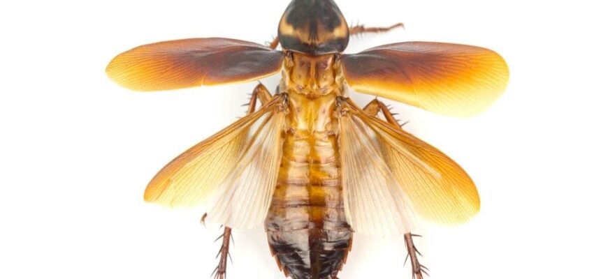 cockroach-fly