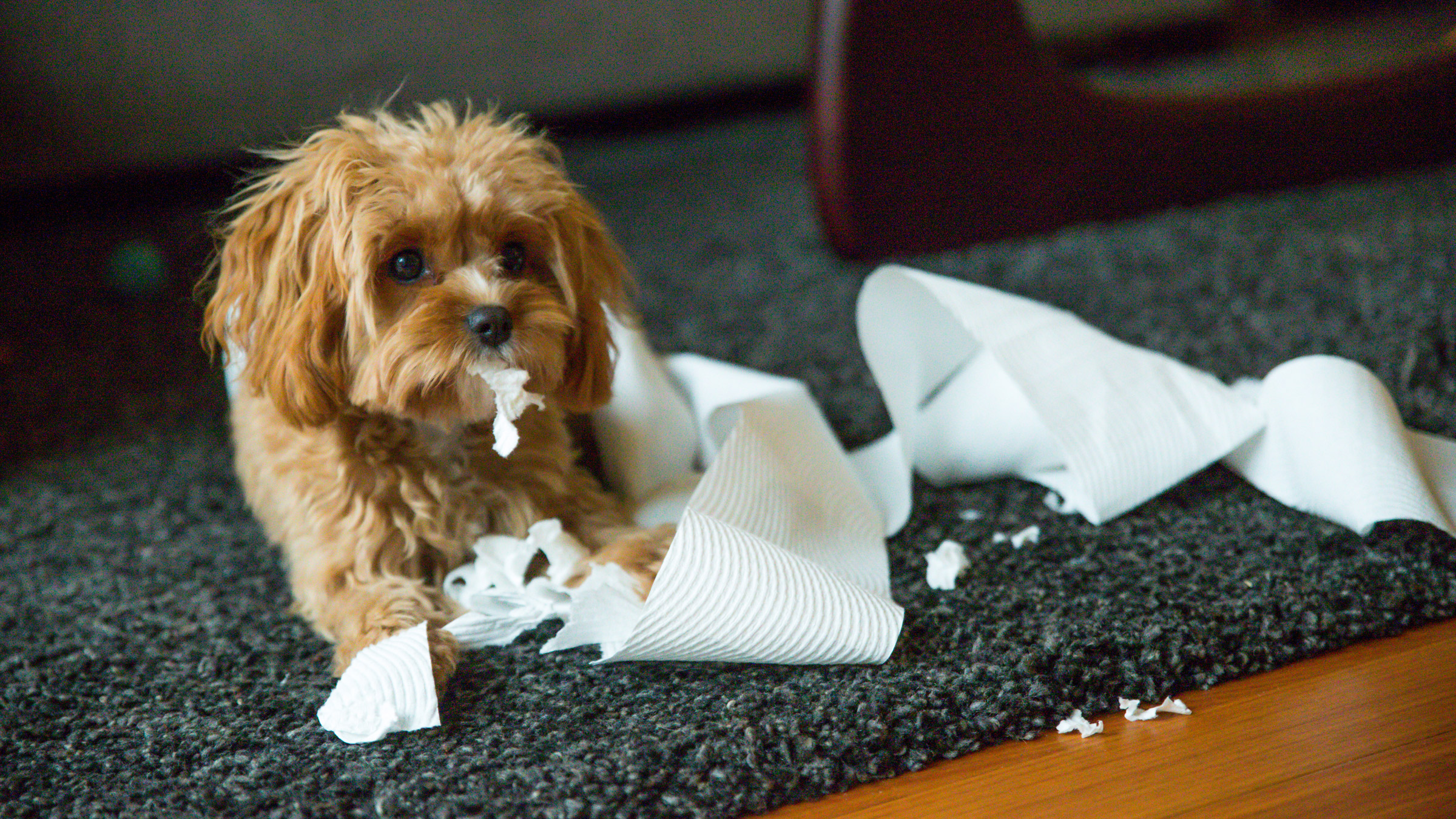 What happens if a dog eats a paper towel: visual explanation
