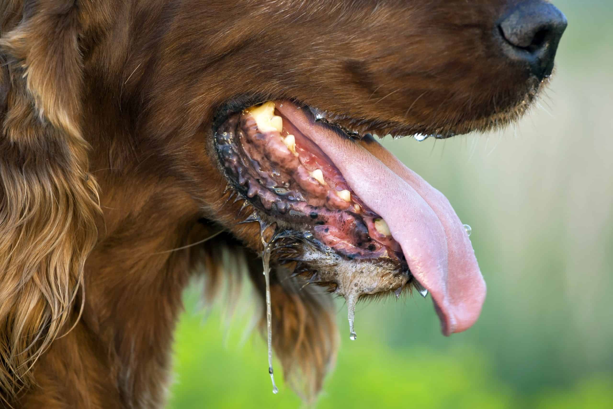 Why does dog pant at night: main illustration
