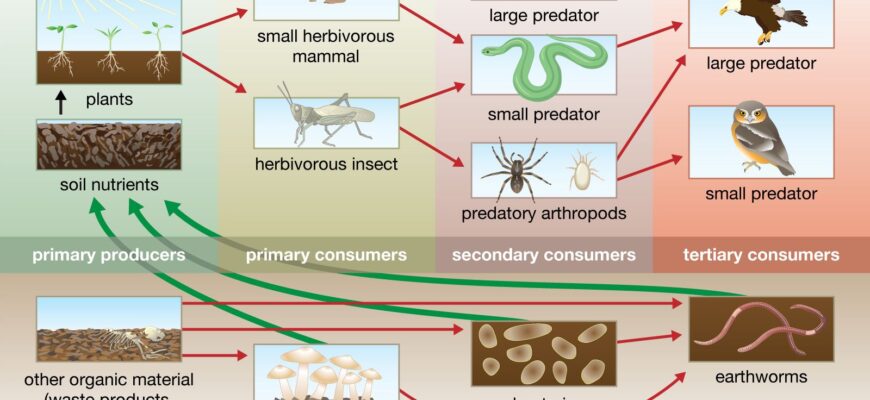 food-chain-producers-consumers-decomposers