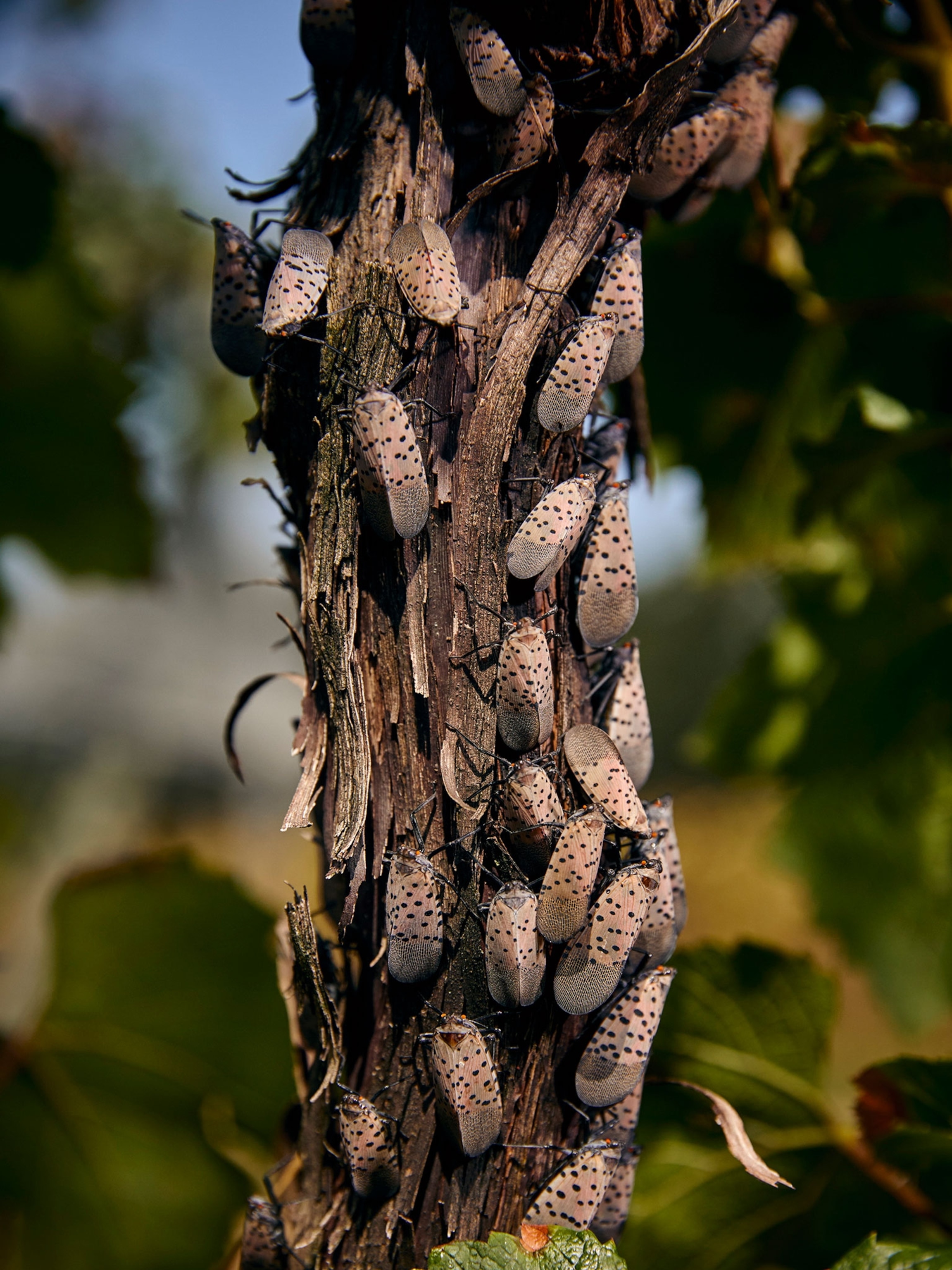 How do lantern flies kill trees: example and key details