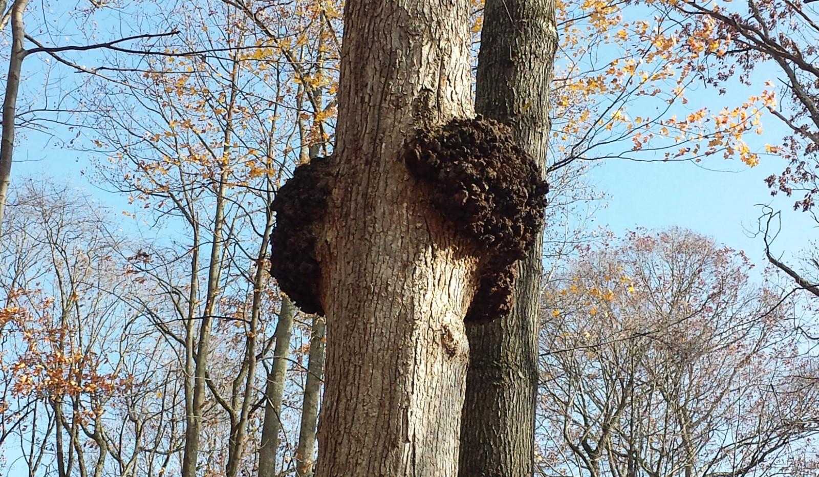 What causes a tree burl: example and key details