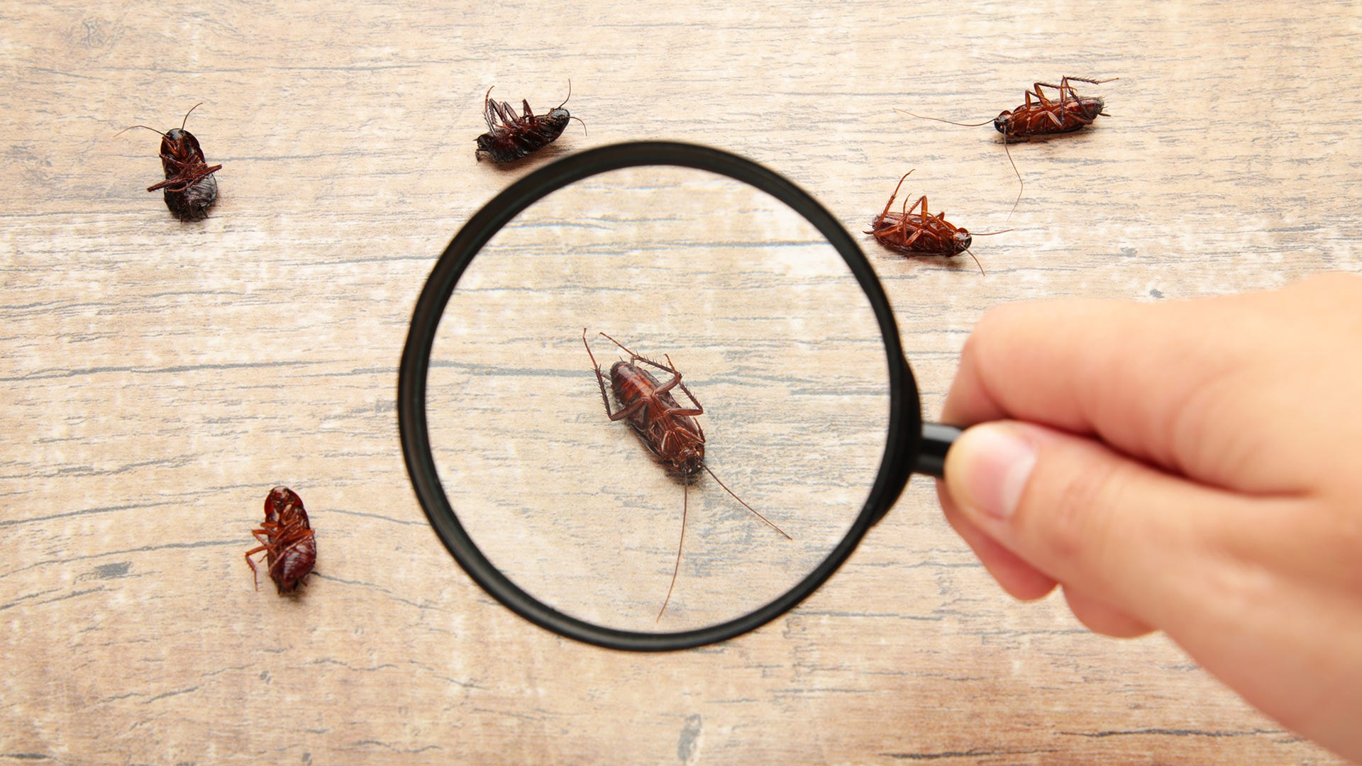 Why do roaches exist: main illustration