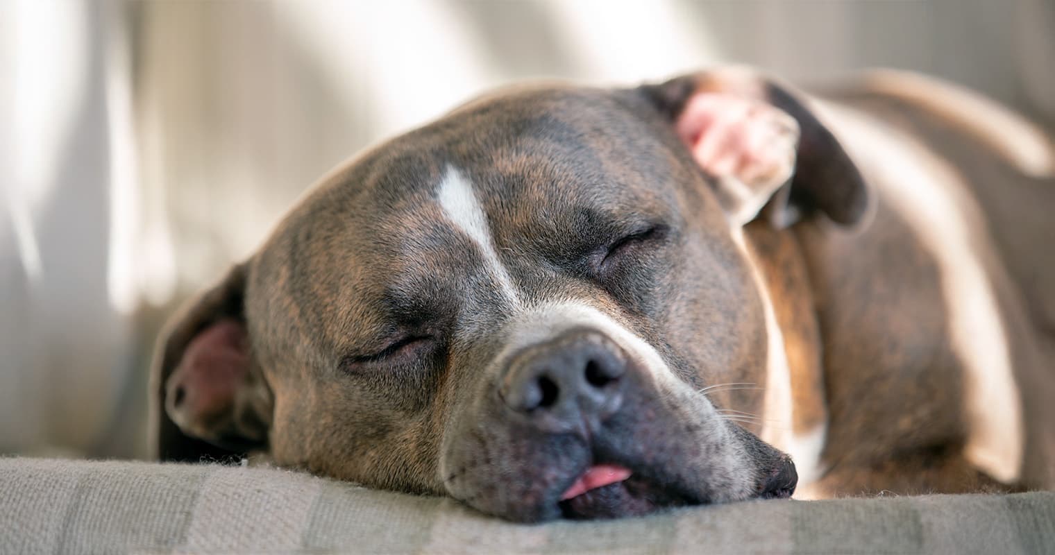 Why do my dog sleep so much: main illustration