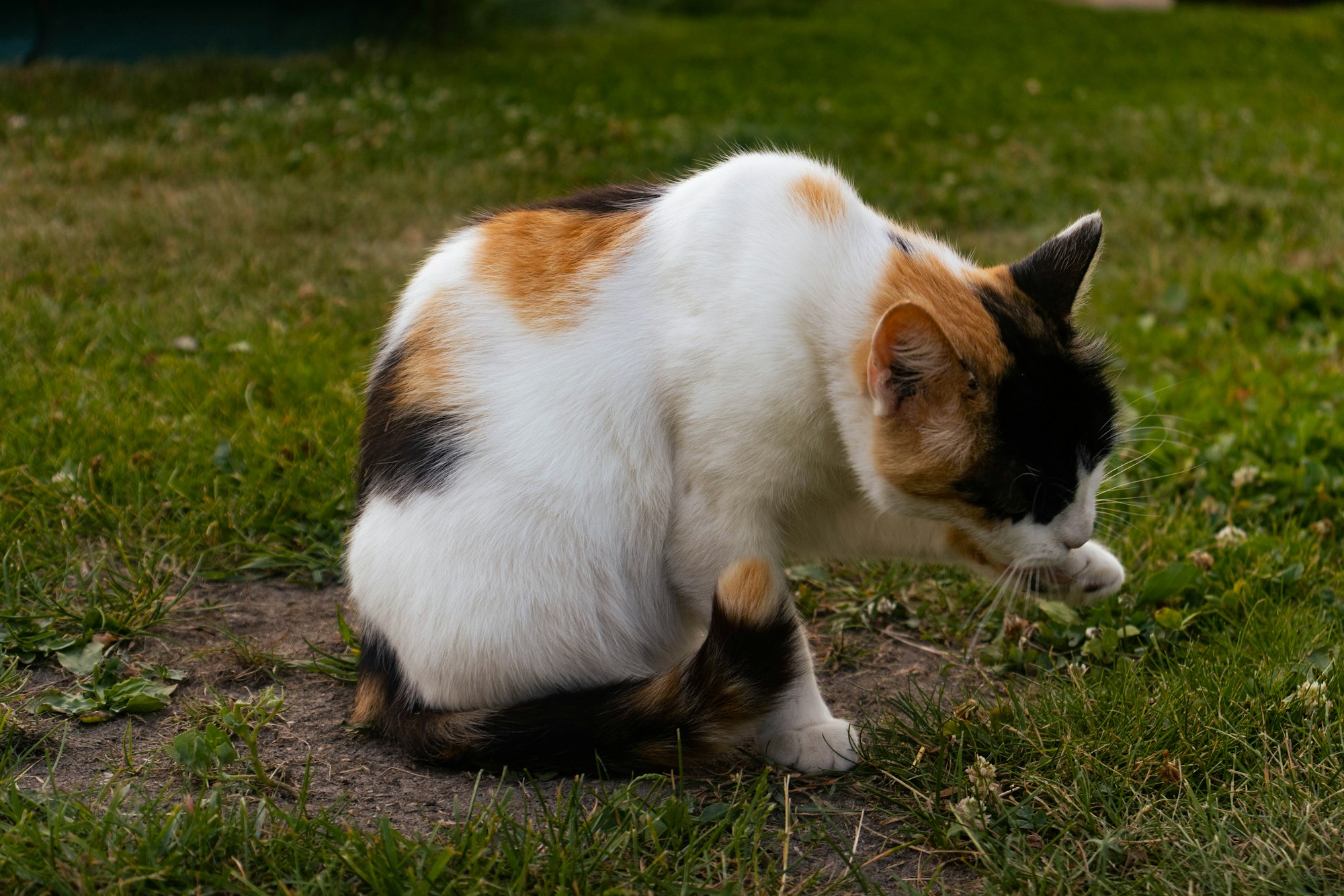 Why does my cat poop smell so bad: visual explanation